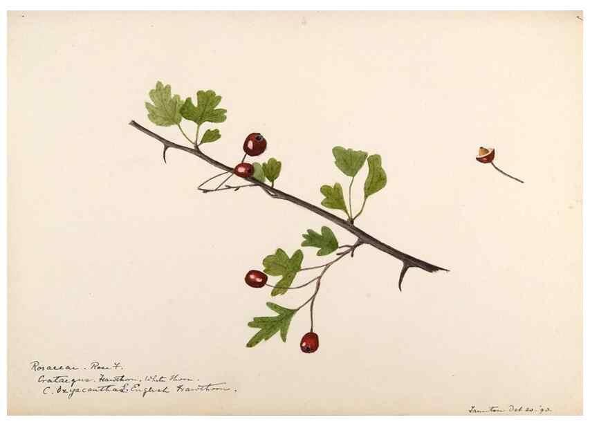 Reproducción/Reproduction 48788434878: [Water-color sketches of plants of North America and Europe]. . 