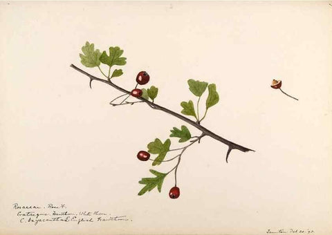Reproducción/Reproduction 48788434878: [Water-color sketches of plants of North America and Europe]. . 