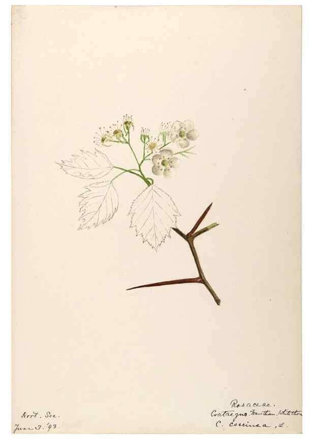 Reproducción/Reproduction 48788435418: [Water-color sketches of plants of North America and Europe]. . 