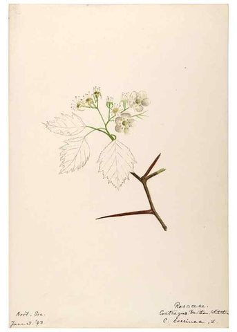 Reproducción/Reproduction 48788435418: [Water-color sketches of plants of North America and Europe]. . 