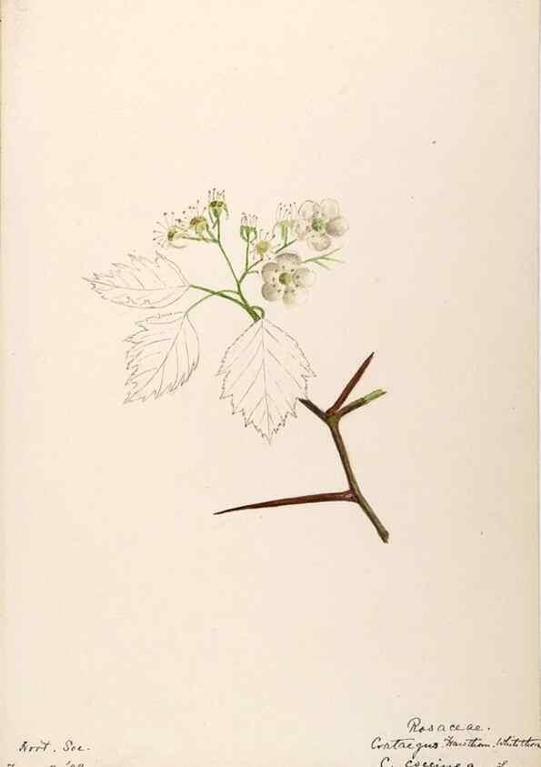 Reproducción/Reproduction 48788435418: [Water-color sketches of plants of North America and Europe]. . 