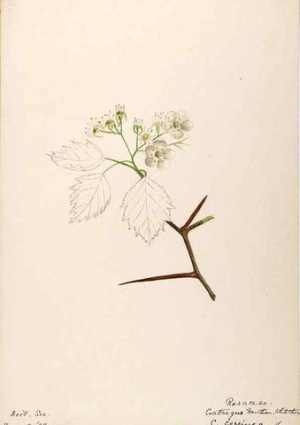 Reproducción/Reproduction 48788435418: [Water-color sketches of plants of North America and Europe]. . 