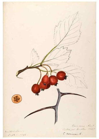 Reproducción/Reproduction 48788435798: [Water-color sketches of plants of North America and Europe]. . 