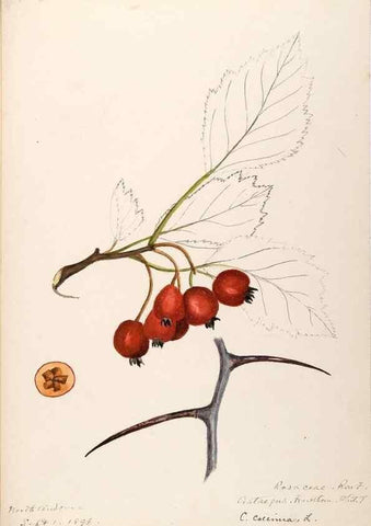 Reproducción/Reproduction 48788435798: [Water-color sketches of plants of North America and Europe]. . 