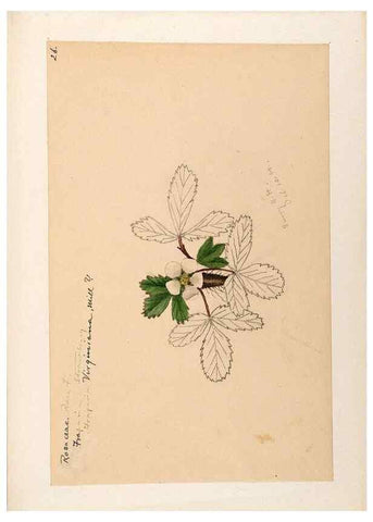 Reproducción/Reproduction 48788436163: [Water-color sketches of plants of North America and Europe]. . 