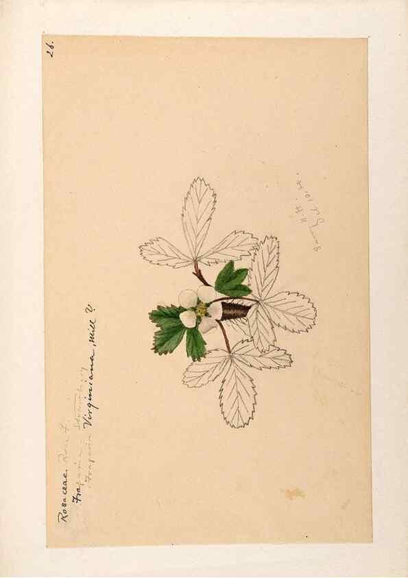 Reproducción/Reproduction 48788436163: [Water-color sketches of plants of North America and Europe]. . 