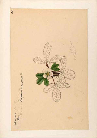Reproducción/Reproduction 48788436163: [Water-color sketches of plants of North America and Europe]. . 