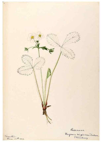 Reproducción/Reproduction 48788436508: [Water-color sketches of plants of North America and Europe]. . 