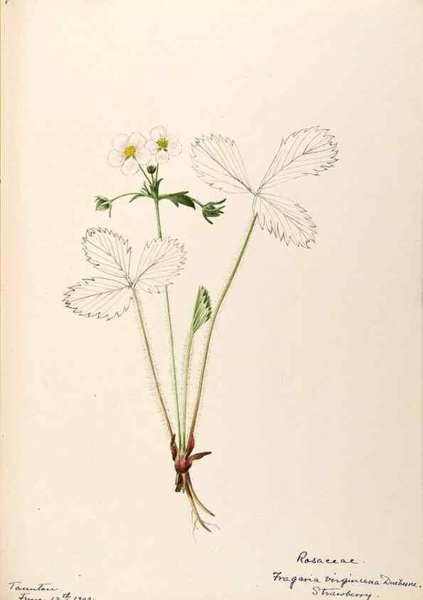 Reproducción/Reproduction 48788436508: [Water-color sketches of plants of North America and Europe]. . 