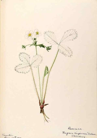 Reproducción/Reproduction 48788436508: [Water-color sketches of plants of North America and Europe]. . 