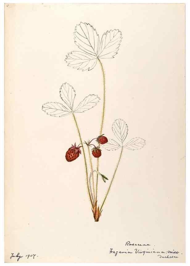Reproducción/Reproduction 48788436843: [Water-color sketches of plants of North America and Europe]. . 