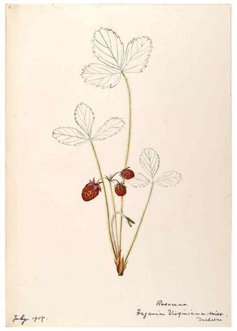 Reproducción/Reproduction 48788436843: [Water-color sketches of plants of North America and Europe]. . 
