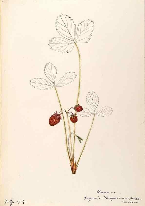 Reproducción/Reproduction 48788436843: [Water-color sketches of plants of North America and Europe]. . 