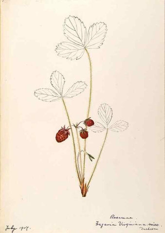Reproducción/Reproduction 48788436843: [Water-color sketches of plants of North America and Europe]. . 