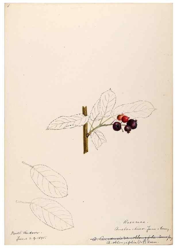 Reproducción/Reproduction 48788940037: [Water-color sketches of plants of North America and Europe]. . 