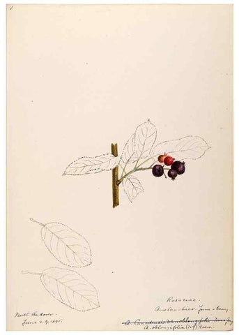 Reproducción/Reproduction 48788940037: [Water-color sketches of plants of North America and Europe]. . 