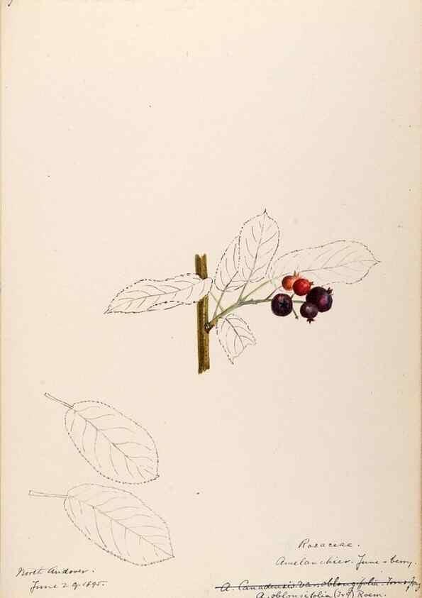 Reproducción/Reproduction 48788940037: [Water-color sketches of plants of North America and Europe]. . 