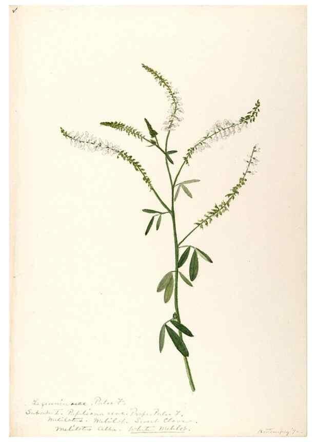 Reproducción/Reproduction 48788495323: [Water-color sketches of plants of North America and Europe]. . 