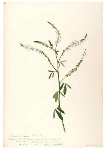 Reproducción/Reproduction 48788495323: [Water-color sketches of plants of North America and Europe]. . 