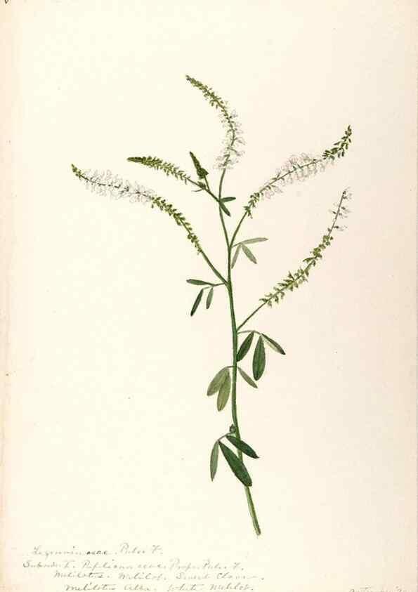 Reproducción/Reproduction 48788495323: [Water-color sketches of plants of North America and Europe]. . 