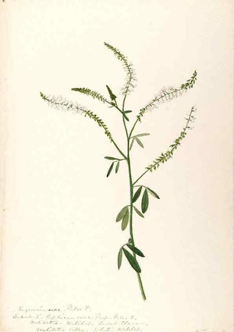 Reproducción/Reproduction 48788495323: [Water-color sketches of plants of North America and Europe]. . 