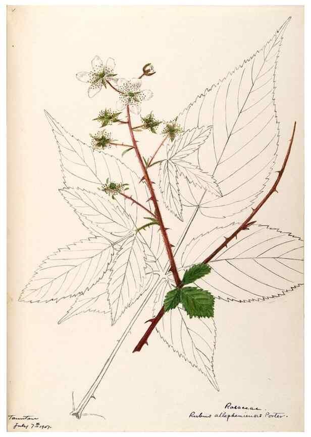 Reproducción/Reproduction 48788951112: [Water-color sketches of plants of North America and Europe]. . 