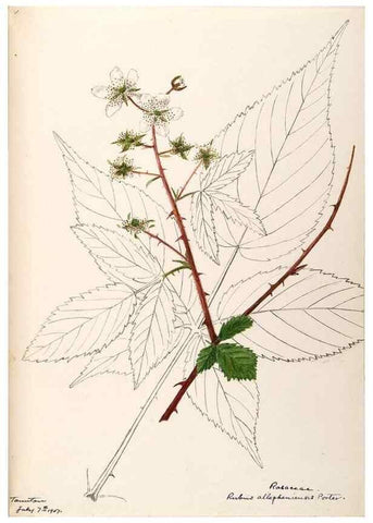 Reproducción/Reproduction 48788951112: [Water-color sketches of plants of North America and Europe]. . 