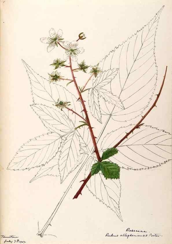 Reproducción/Reproduction 48788951112: [Water-color sketches of plants of North America and Europe]. . 