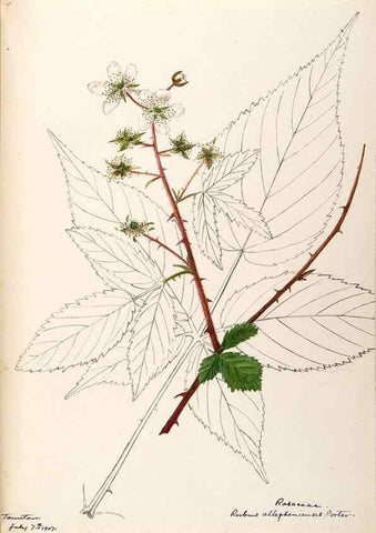 Reproducción/Reproduction 48788951112: [Water-color sketches of plants of North America and Europe]. . 