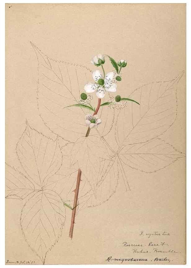Reproducción/Reproduction 48788445908: [Water-color sketches of plants of North America and Europe]. . 