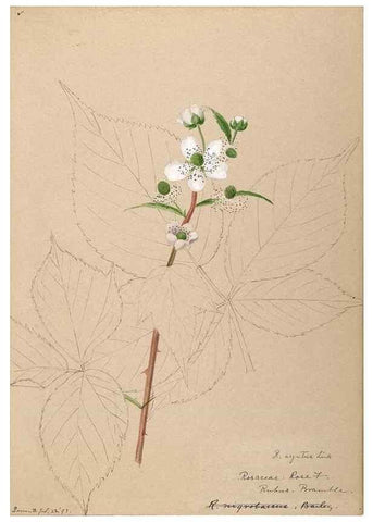 Reproducción/Reproduction 48788445908: [Water-color sketches of plants of North America and Europe]. . 