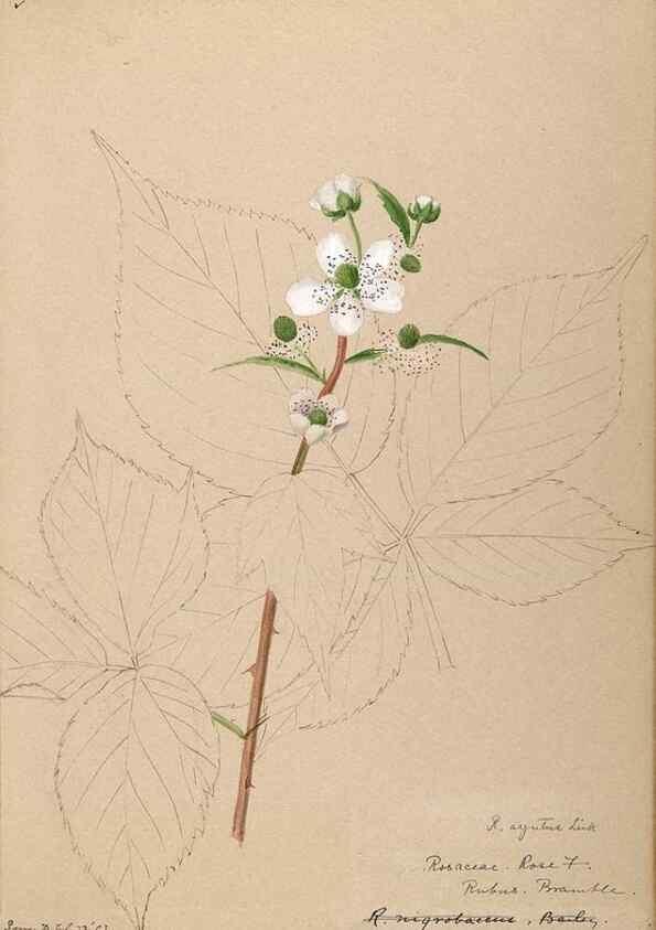 Reproducción/Reproduction 48788445908: [Water-color sketches of plants of North America and Europe]. . 