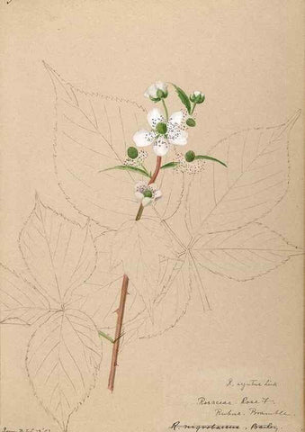 Reproducción/Reproduction 48788445908: [Water-color sketches of plants of North America and Europe]. . 