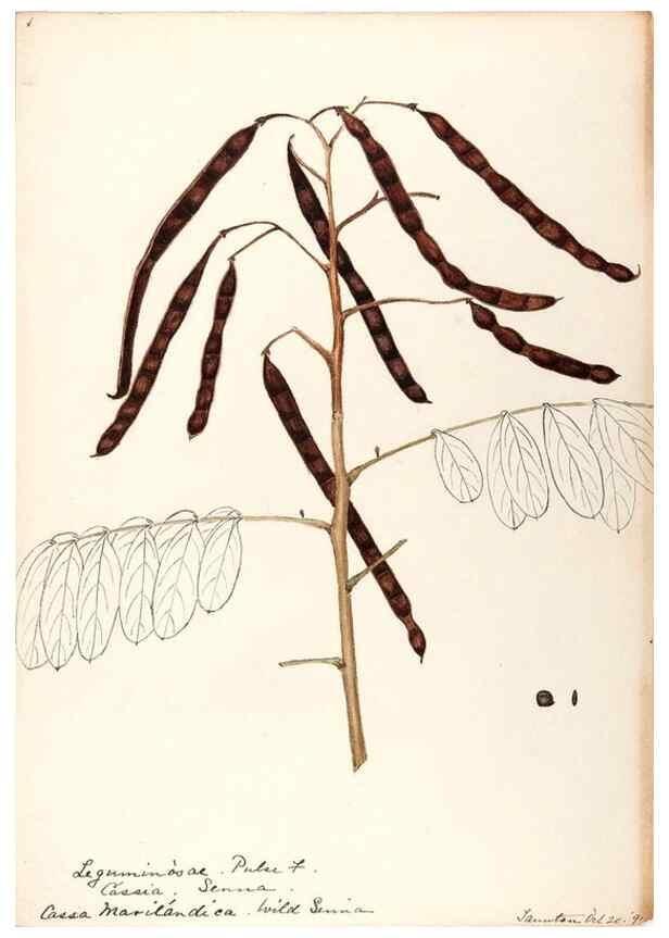 Reproducción/Reproduction 48788996522: [Water-color sketches of plants of North America and Europe]. . 