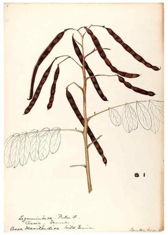 Reproducción/Reproduction 48788996522: [Water-color sketches of plants of North America and Europe]. . 