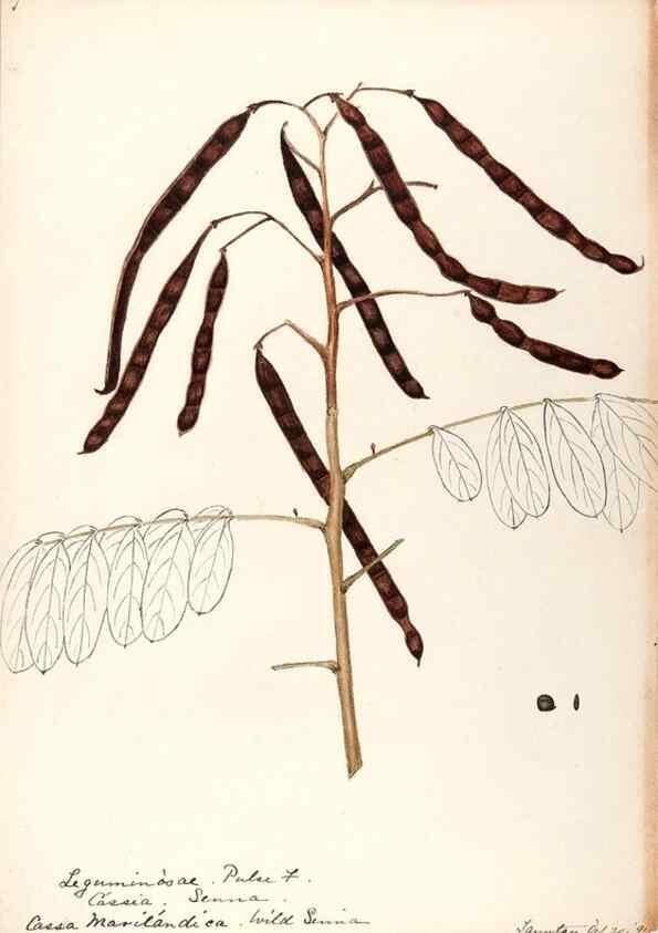 Reproducción/Reproduction 48788996522: [Water-color sketches of plants of North America and Europe]. . 