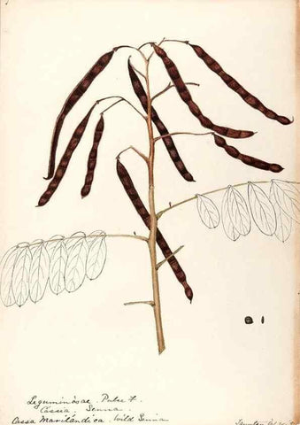 Reproducción/Reproduction 48788996522: [Water-color sketches of plants of North America and Europe]. . 