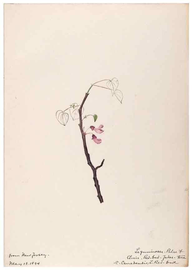 Reproducción/Reproduction 48788491033: [Water-color sketches of plants of North America and Europe]. . 