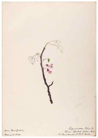 Reproducción/Reproduction 48788491033: [Water-color sketches of plants of North America and Europe]. . 