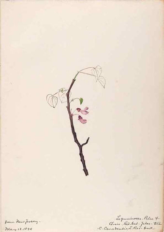 Reproducción/Reproduction 48788491033: [Water-color sketches of plants of North America and Europe]. . 