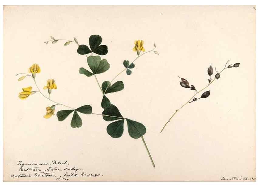 Reproducción/Reproduction 48788852386: [Water-color sketches of plants of North America and Europe]. . 