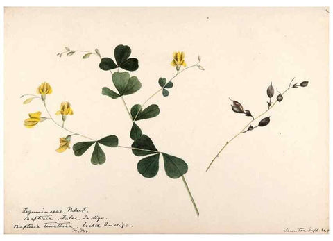 Reproducción/Reproduction 48788852386: [Water-color sketches of plants of North America and Europe]. . 