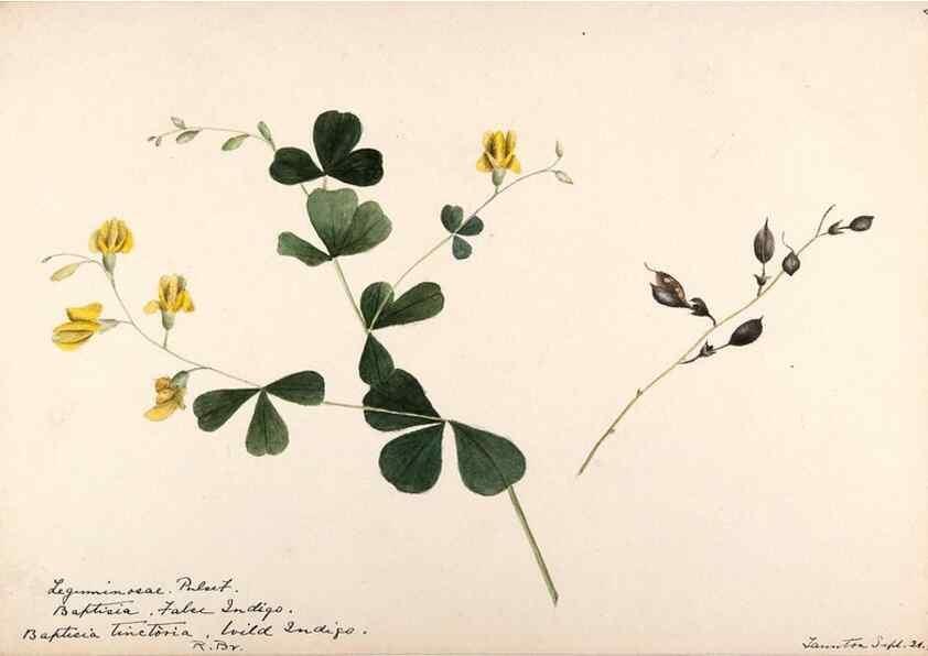 Reproducción/Reproduction 48788852386: [Water-color sketches of plants of North America and Europe]. . 