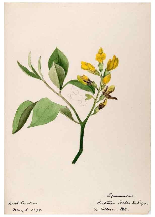Reproducción/Reproduction 48788852686: [Water-color sketches of plants of North America and Europe]. . 
