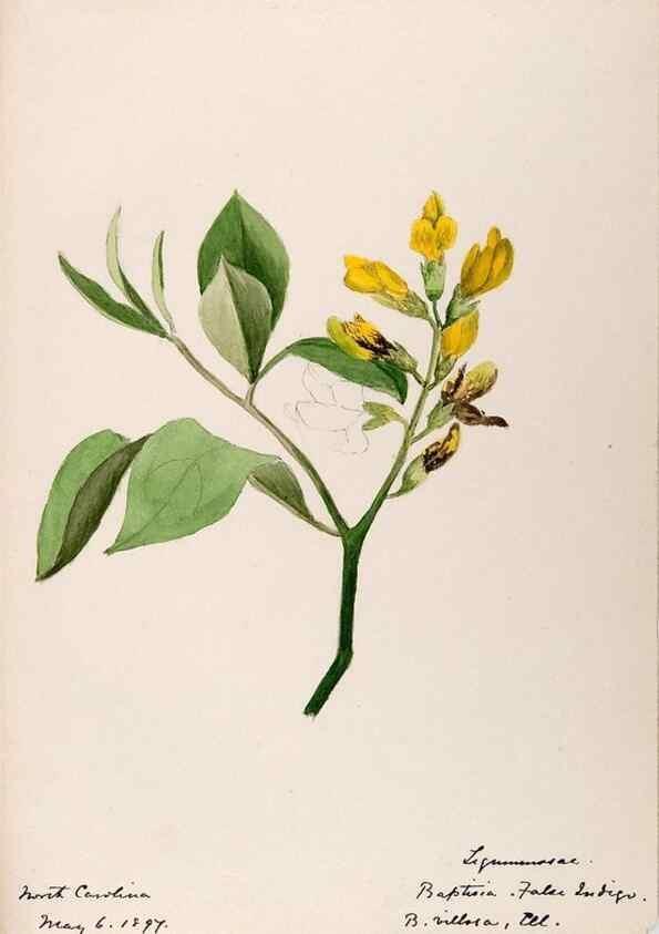 Reproducción/Reproduction 48788852686: [Water-color sketches of plants of North America and Europe]. . 