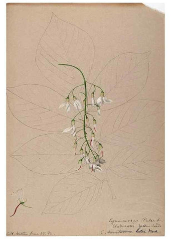 Reproducción/Reproduction 48788853021: [Water-color sketches of plants of North America and Europe]. . 