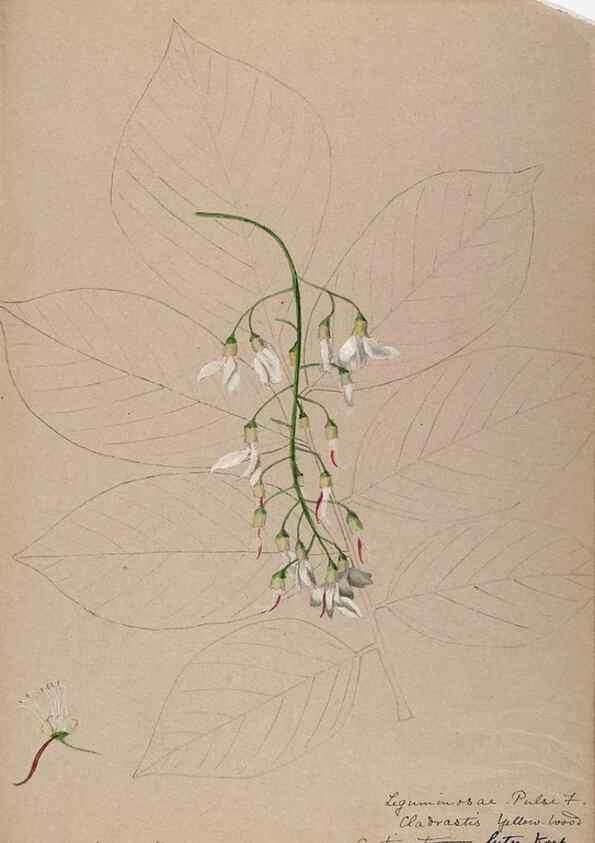 Reproducción/Reproduction 48788853021: [Water-color sketches of plants of North America and Europe]. . 