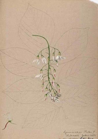 Reproducción/Reproduction 48788853021: [Water-color sketches of plants of North America and Europe]. . 