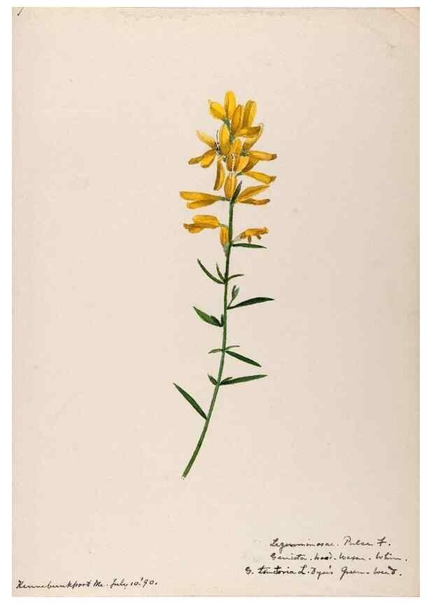 Reproducción/Reproduction 48788492233: [Water-color sketches of plants of North America and Europe]. . 