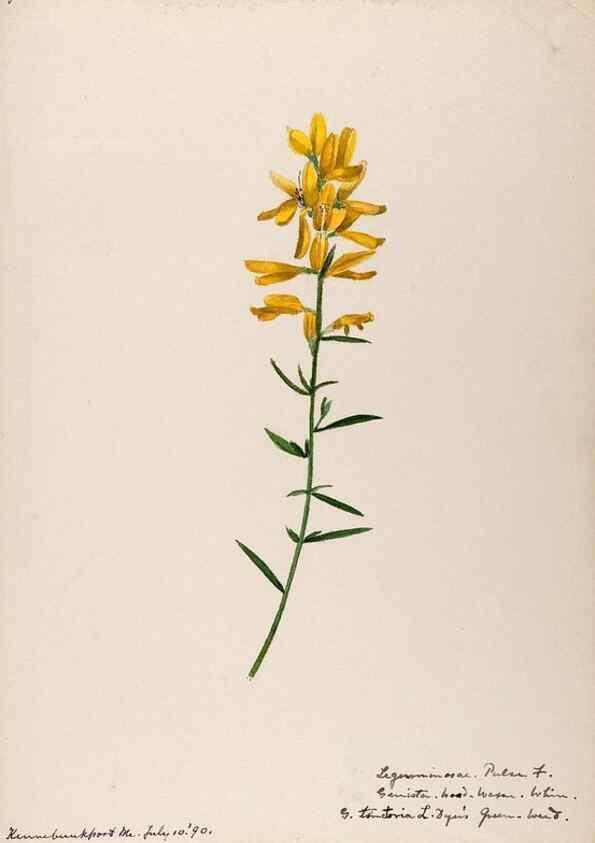 Reproducción/Reproduction 48788492233: [Water-color sketches of plants of North America and Europe]. . 